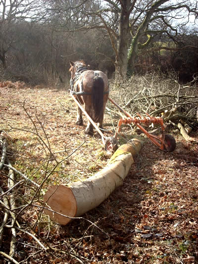 Rowan%20Working%20Horses%20-%20logging%205.jpg